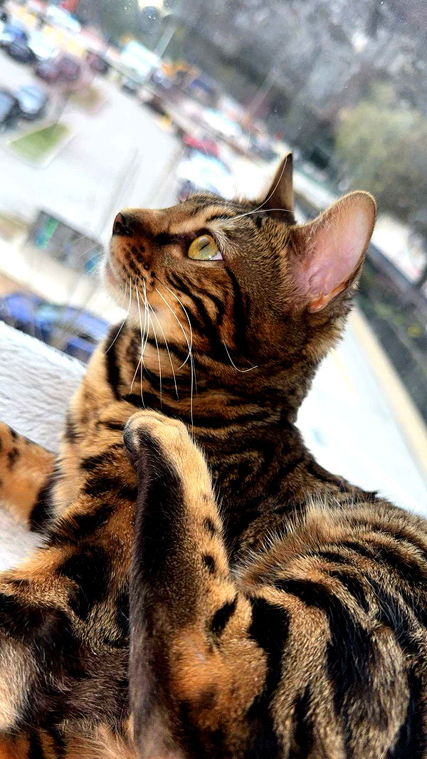 ameliabfit image ~ Altpins