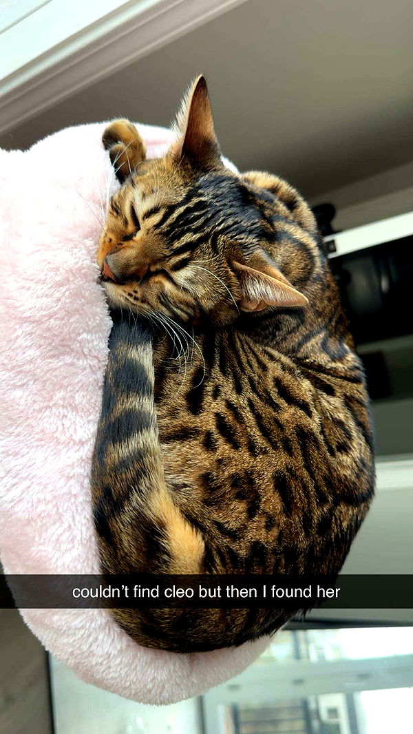 ameliabfit image ~ Altpins