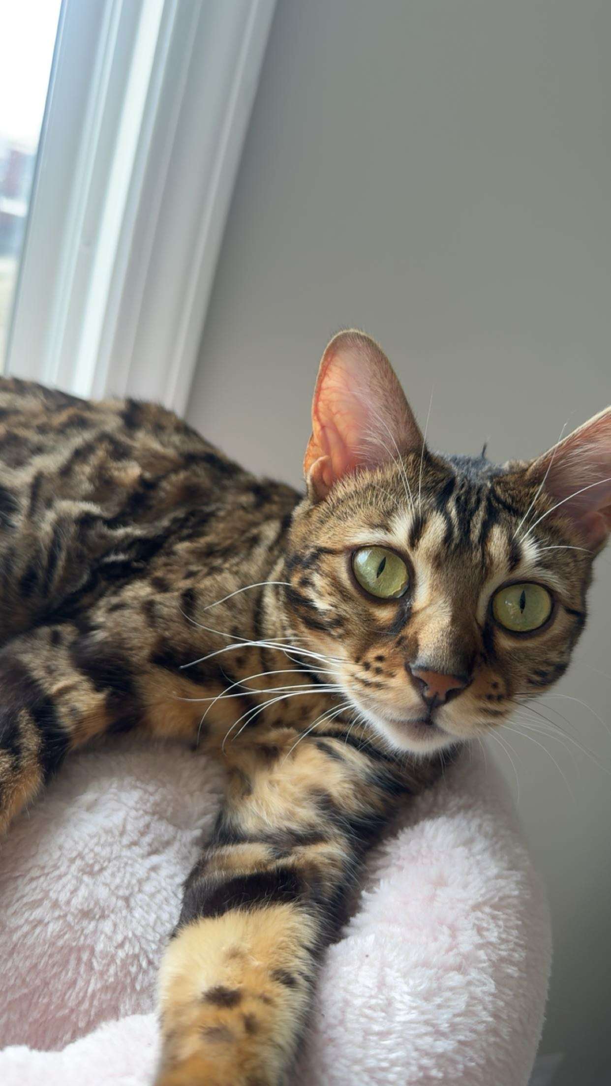 ameliabfit snapchat image archive image