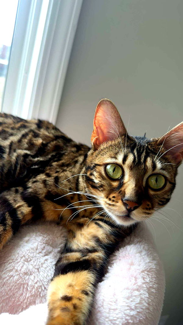 ameliabfit image ~ Altpins