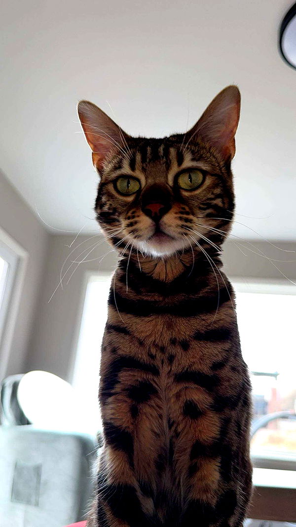 ameliabfit image ~ Altpins