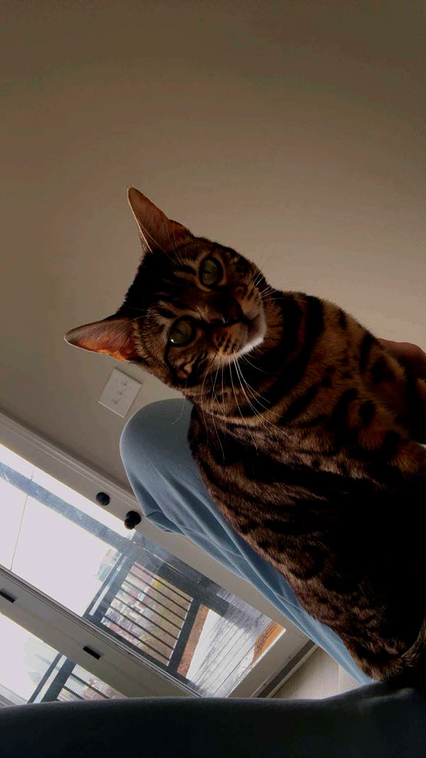 ameliabfit image ~ Altpins