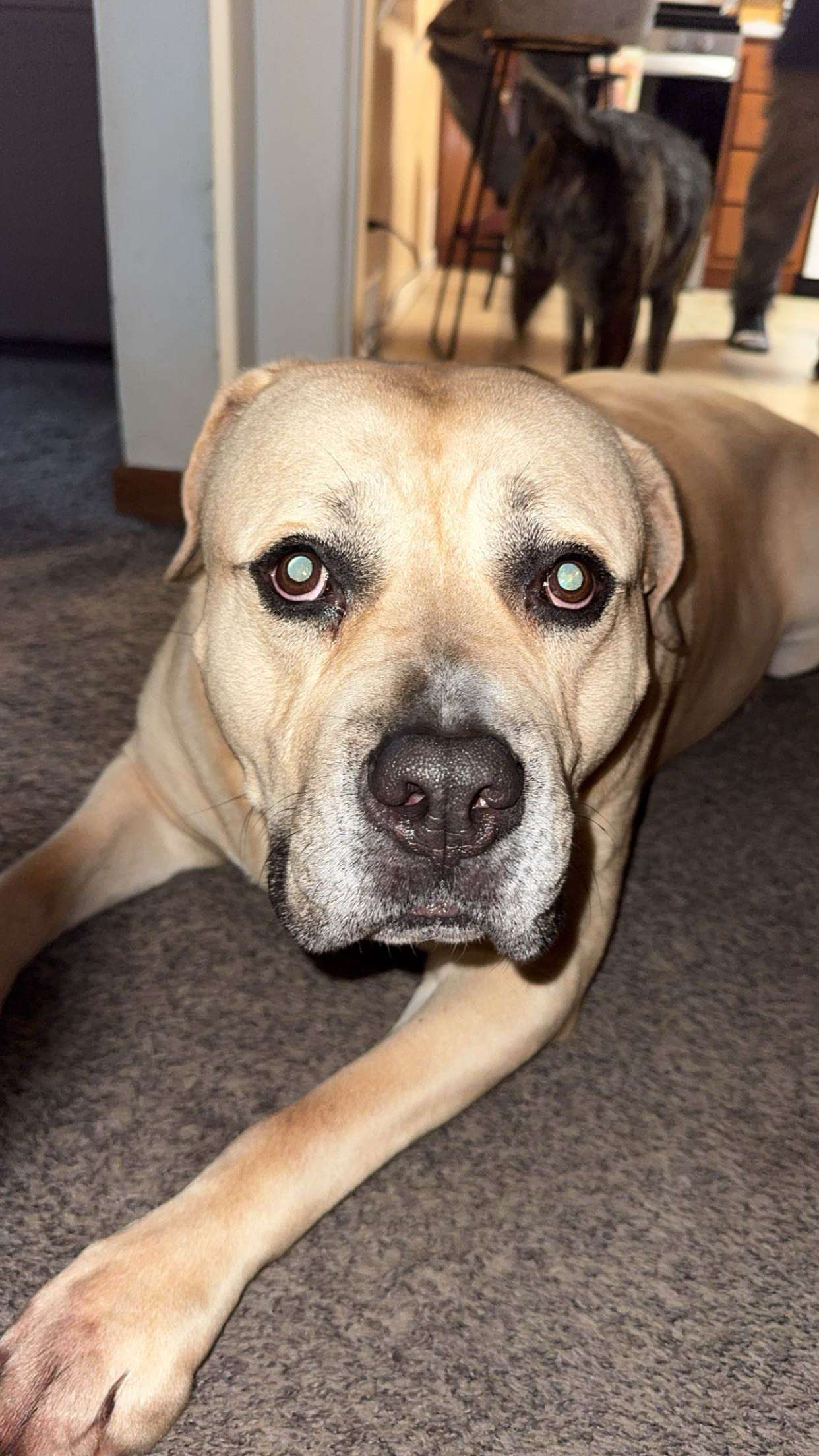 ameliabfit snapchat image archive image