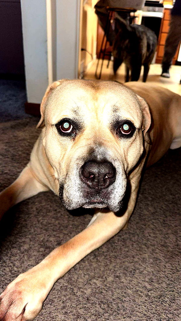 ameliabfit image ~ Altpins