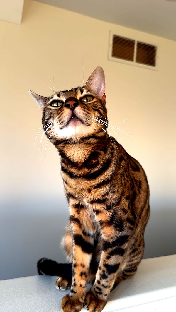 ameliabfit image ~ Altpins