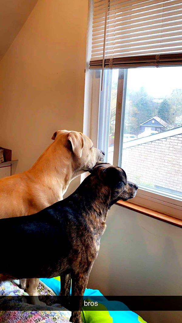 ameliabfit image ~ Altpins