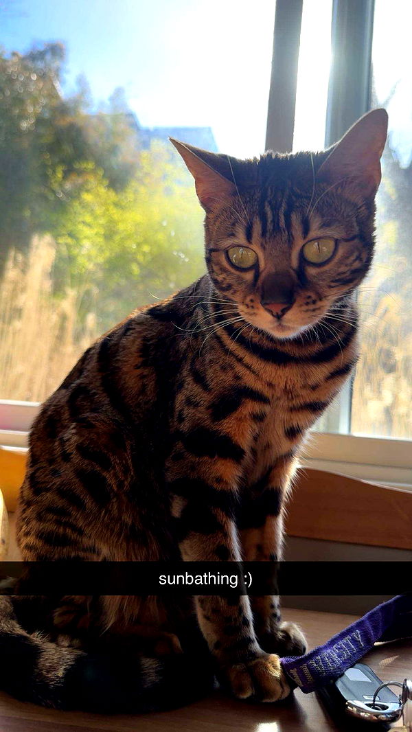 ameliabfit image ~ Altpins