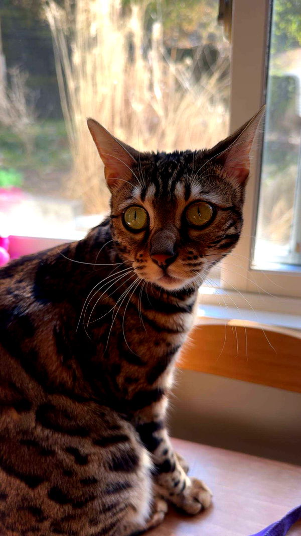 ameliabfit image ~ Altpins