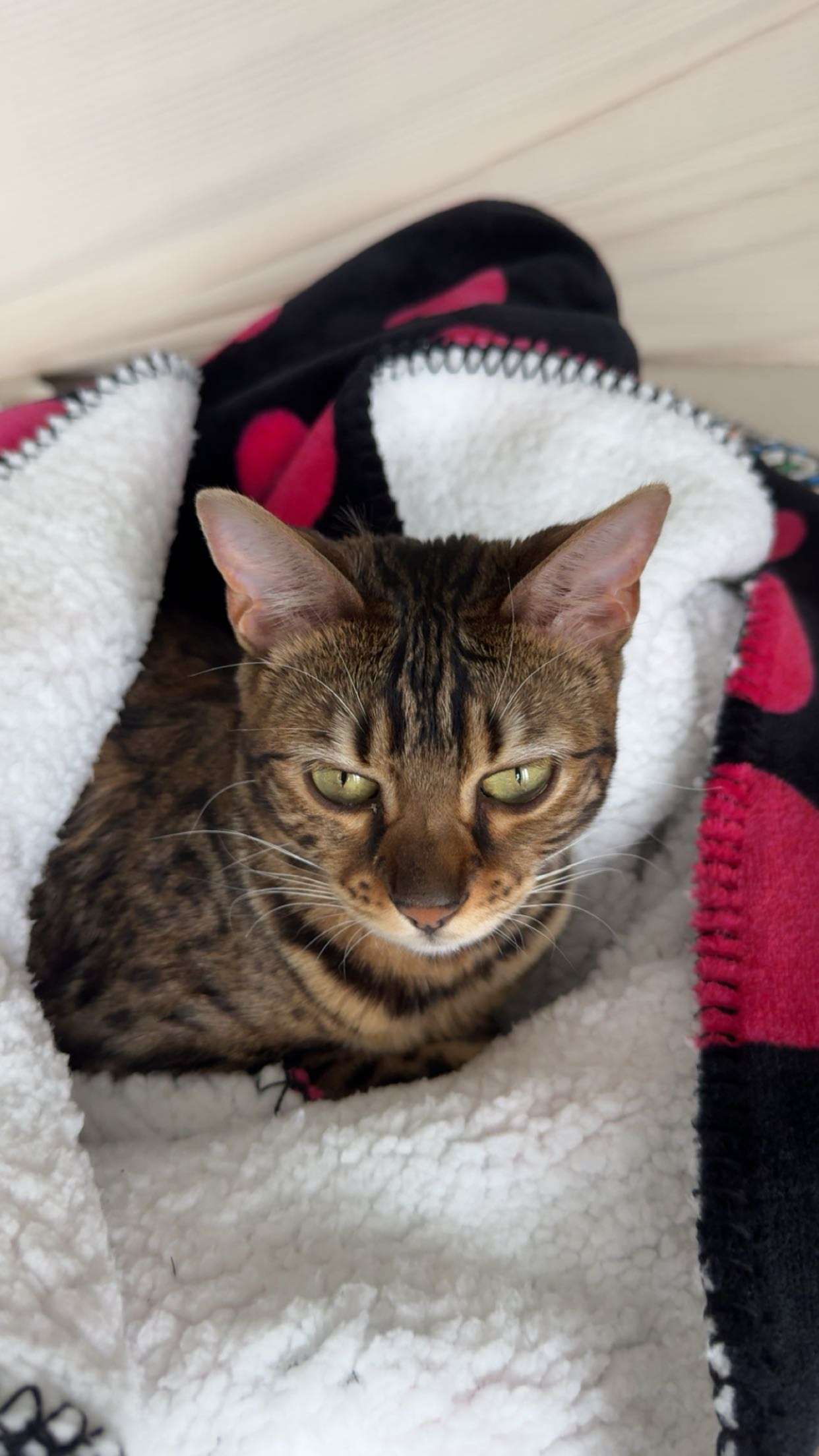 ameliabfit snapchat image archive image