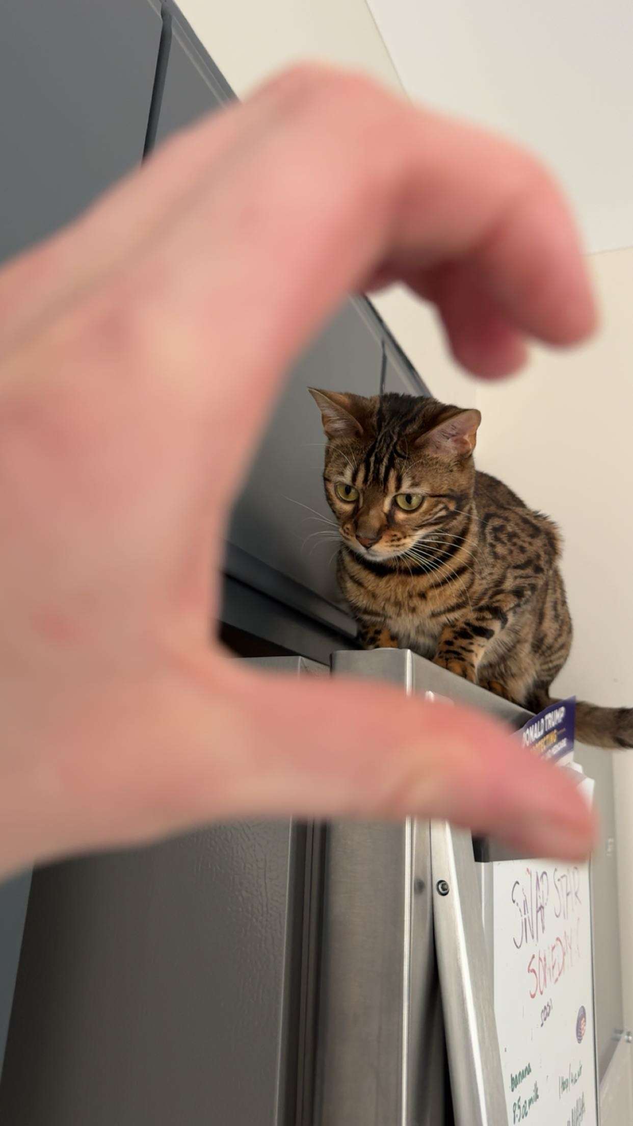 ameliabfit snapchat image archive image