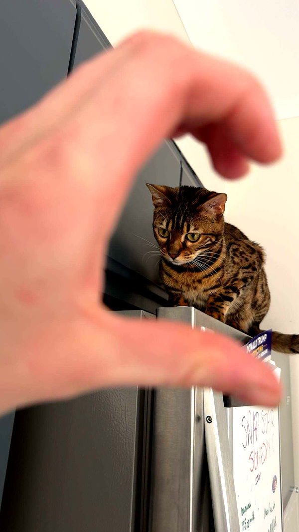 ameliabfit image ~ Altpins