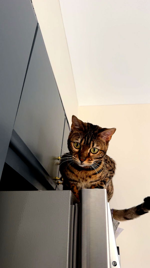 ameliabfit image ~ Altpins