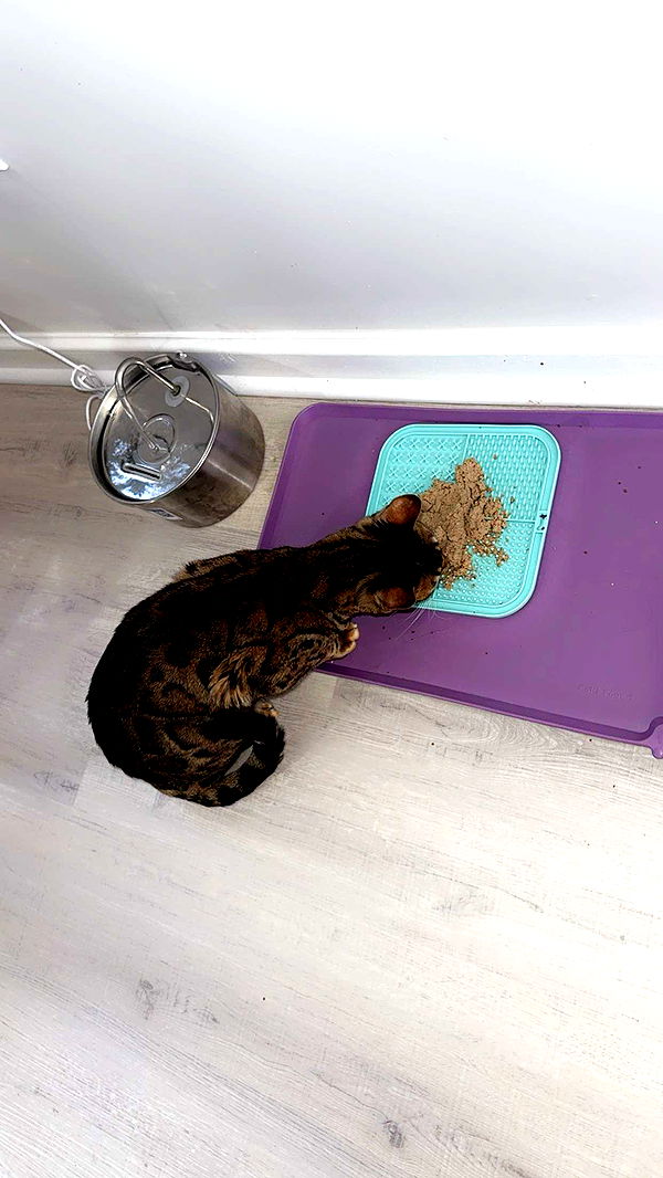 ameliabfit image ~ Altpins