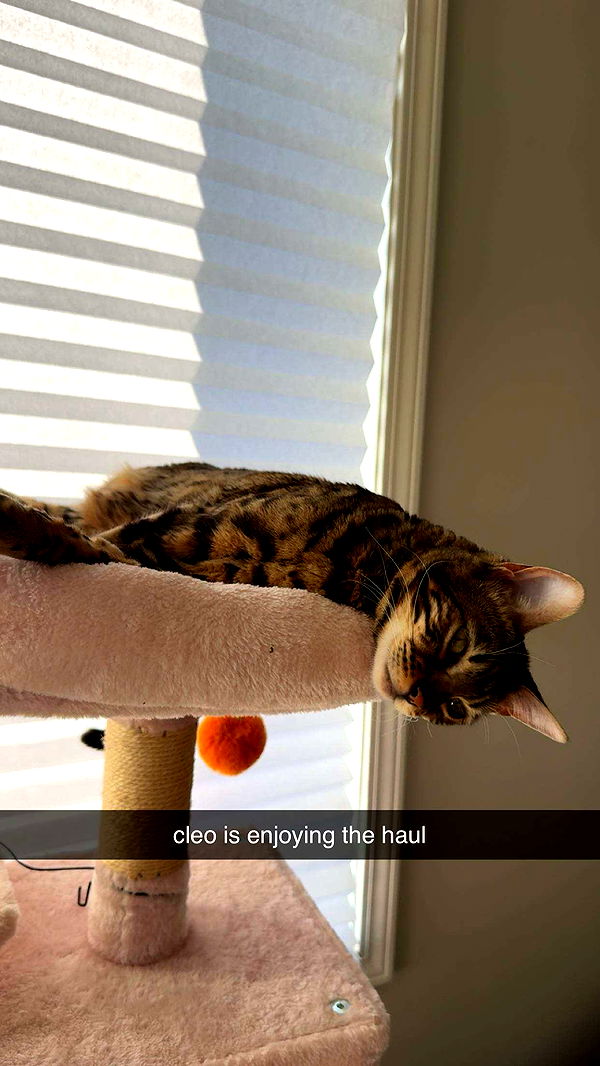 ameliabfit image ~ Altpins