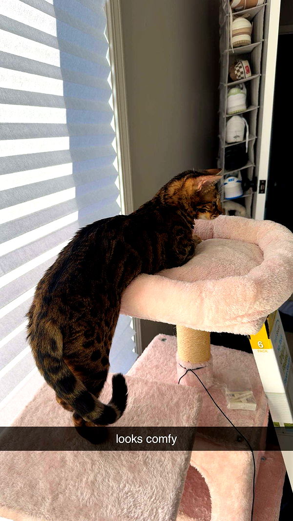 ameliabfit image ~ Altpins