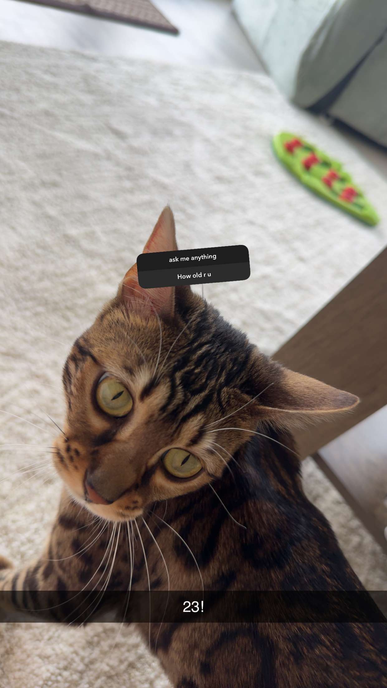 ameliabfit snapchat image archive image