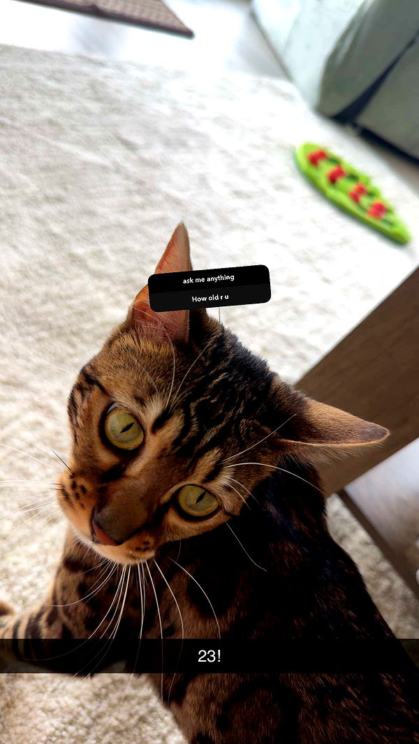 ameliabfit image ~ Altpins