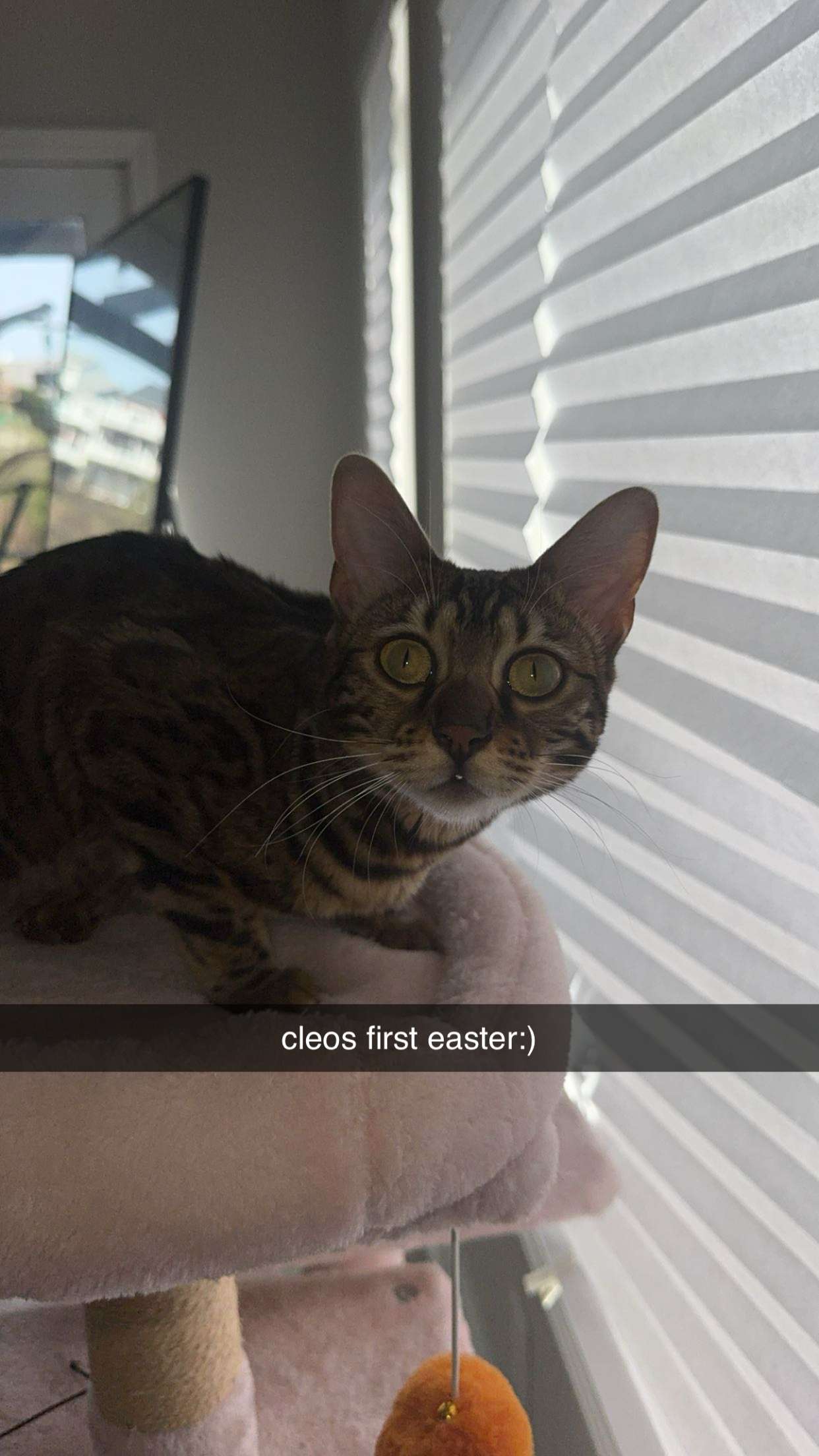 ameliabfit snapchat image archive image