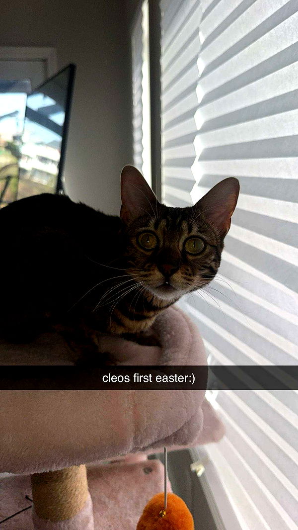 ameliabfit image ~ Altpins