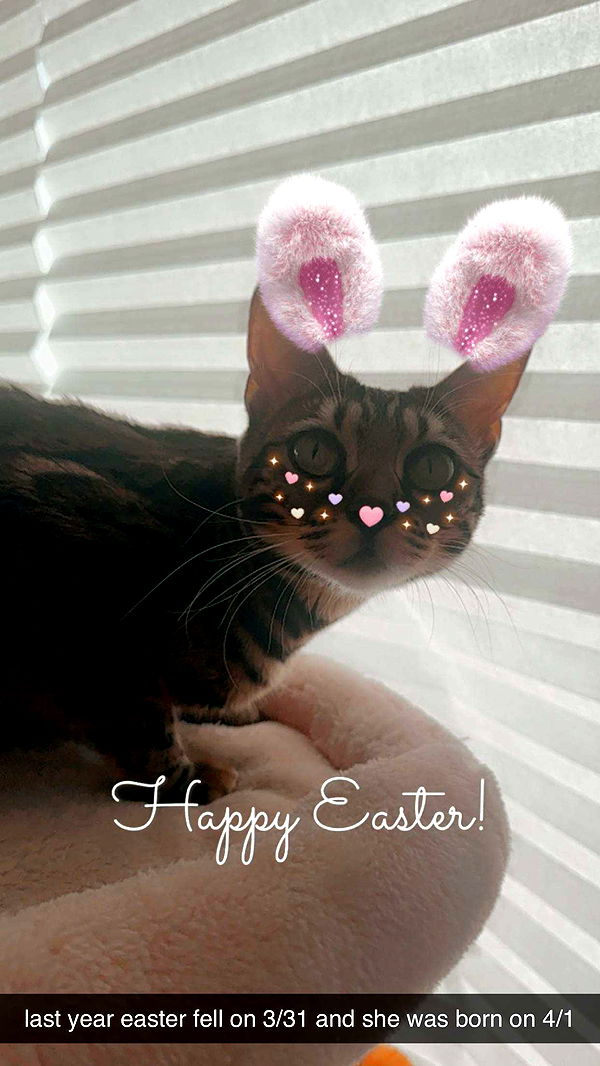 ameliabfit image ~ Altpins