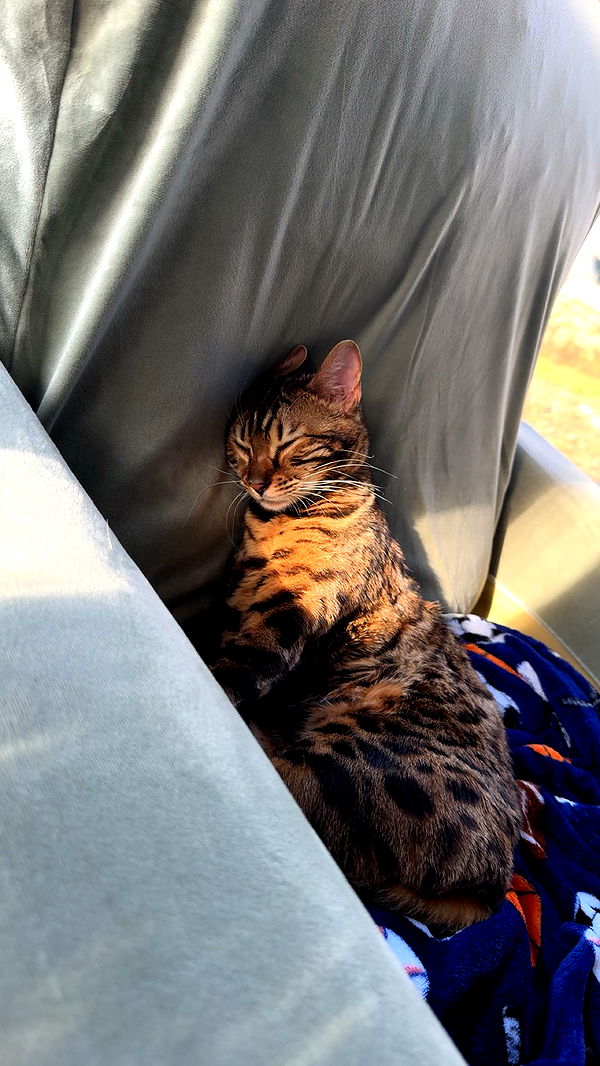 ameliabfit image ~ Altpins