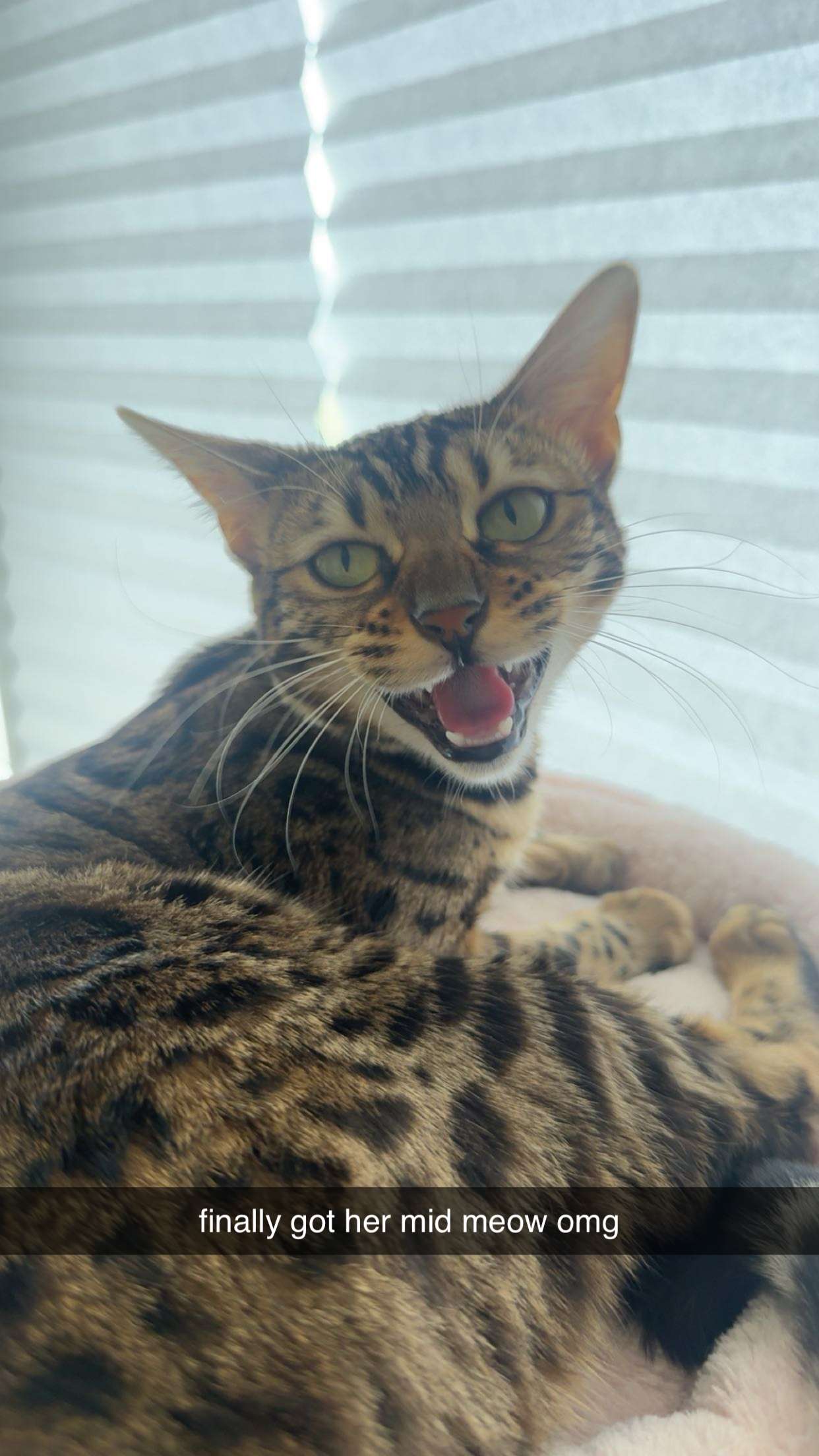 ameliabfit snapchat image archive image