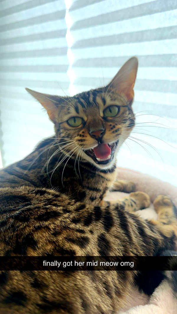 ameliabfit image ~ Altpins