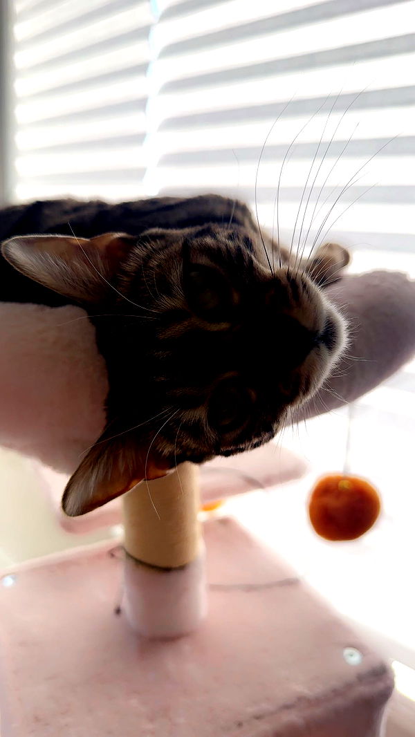 ameliabfit image ~ Altpins