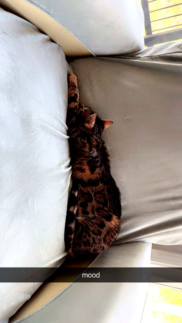 ameliabfit image ~ Altpins