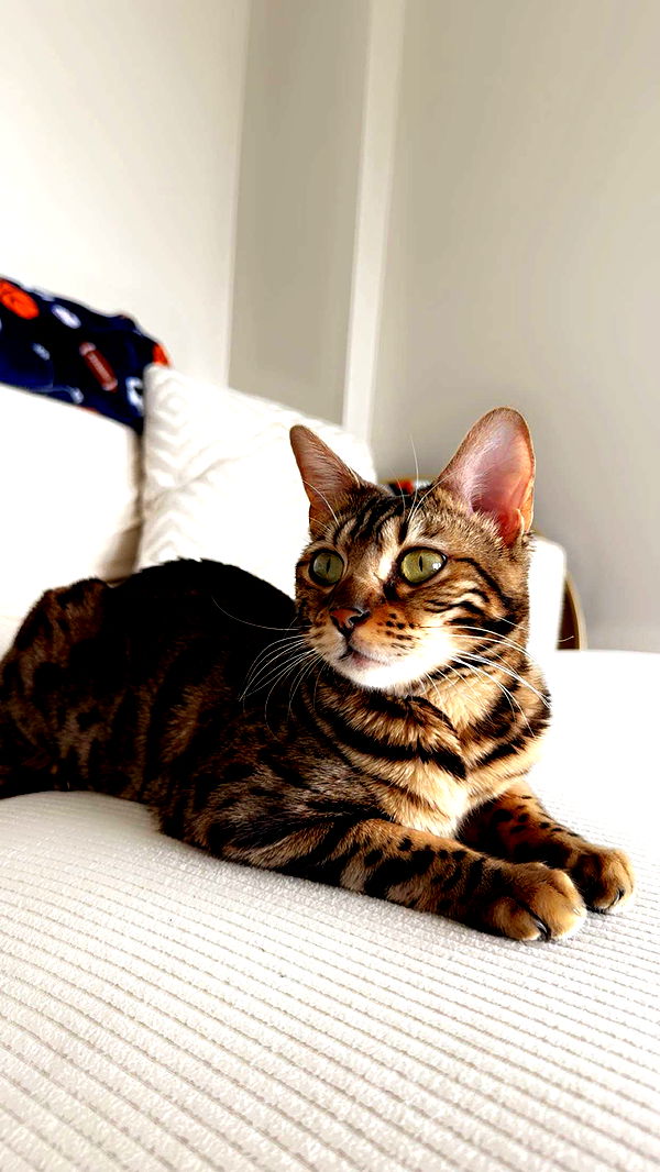 ameliabfit image ~ Altpins