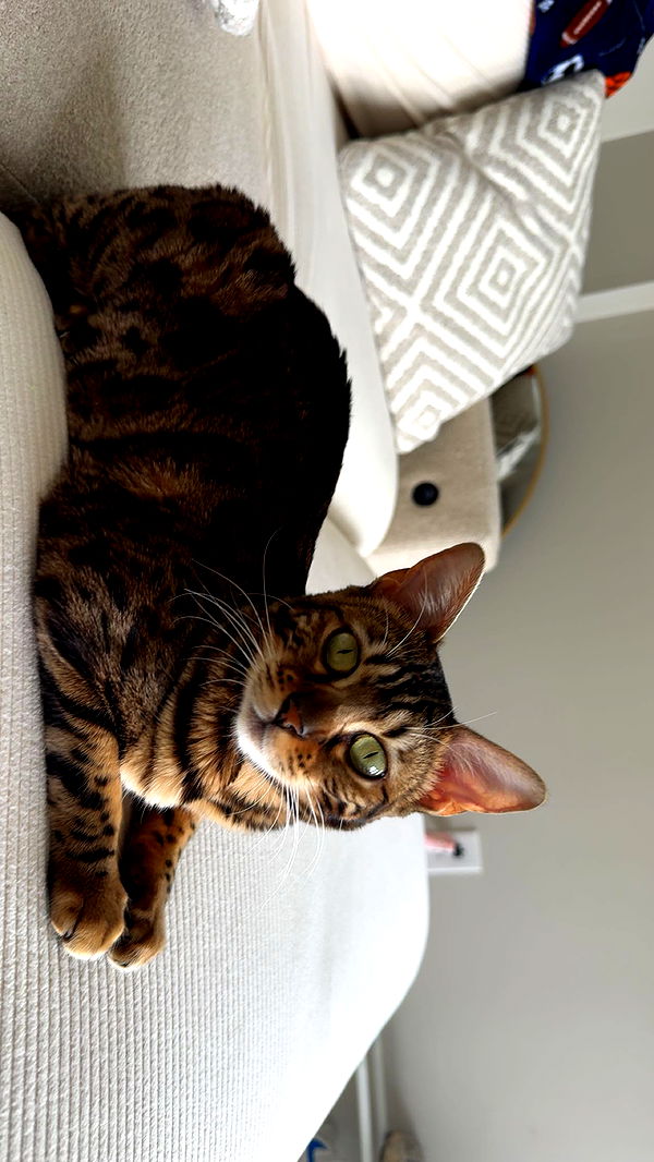 ameliabfit image ~ Altpins