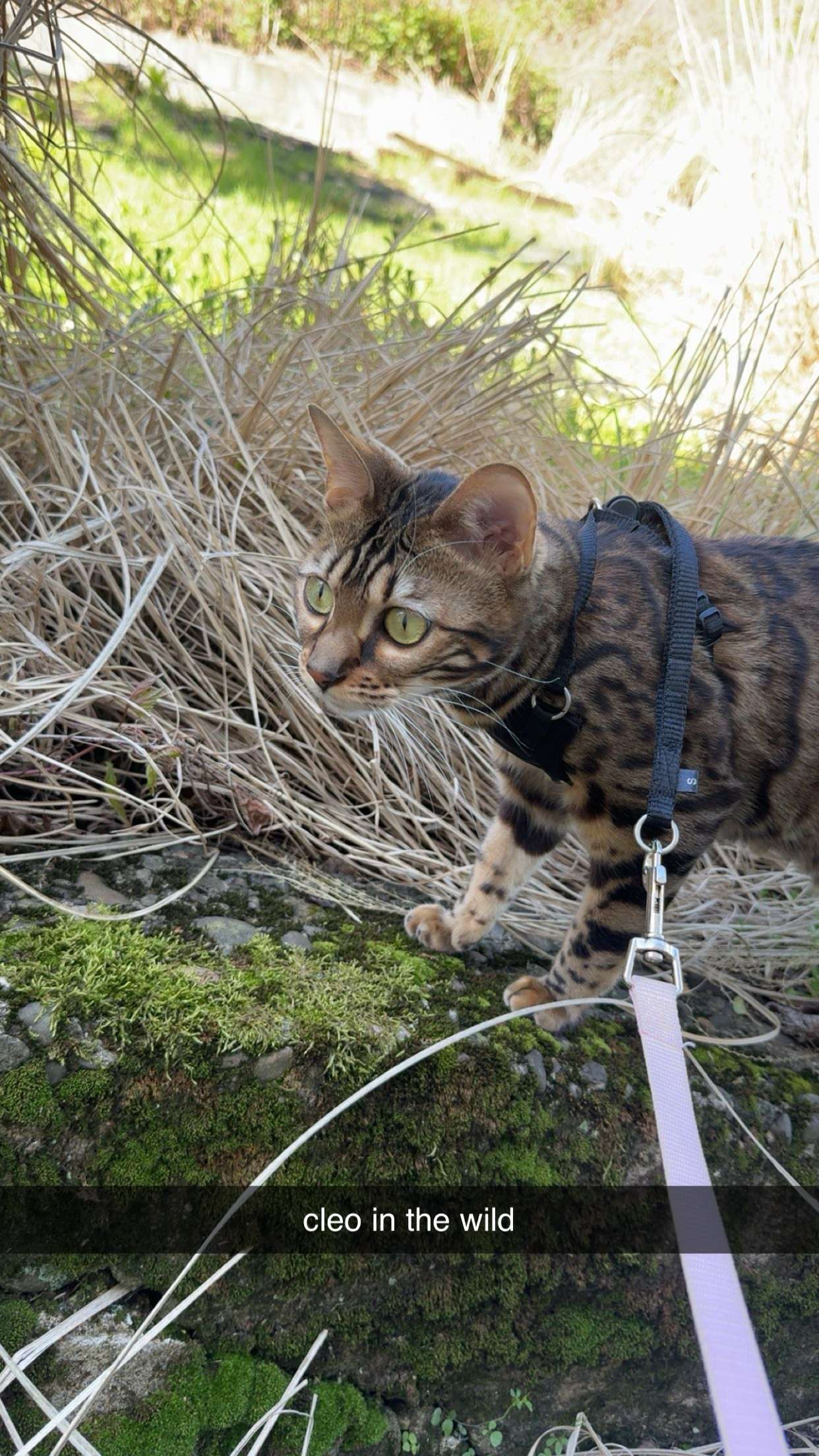 ameliabfit snapchat image archive image