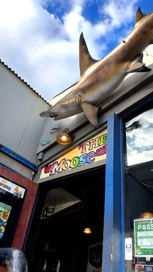 ameliabfit image ~ Altpins