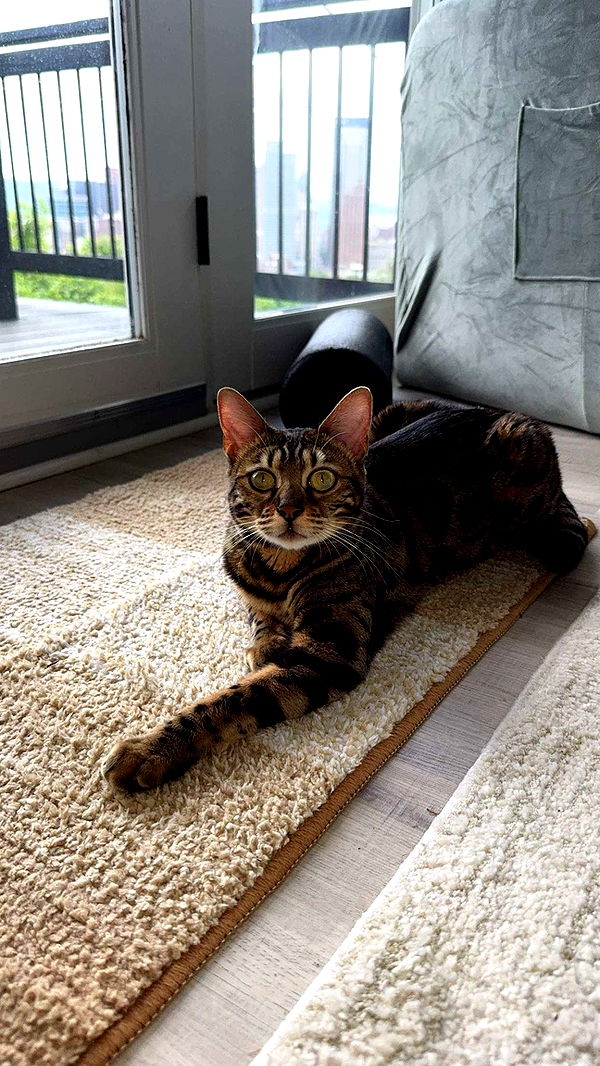 ameliabfit image ~ Altpins