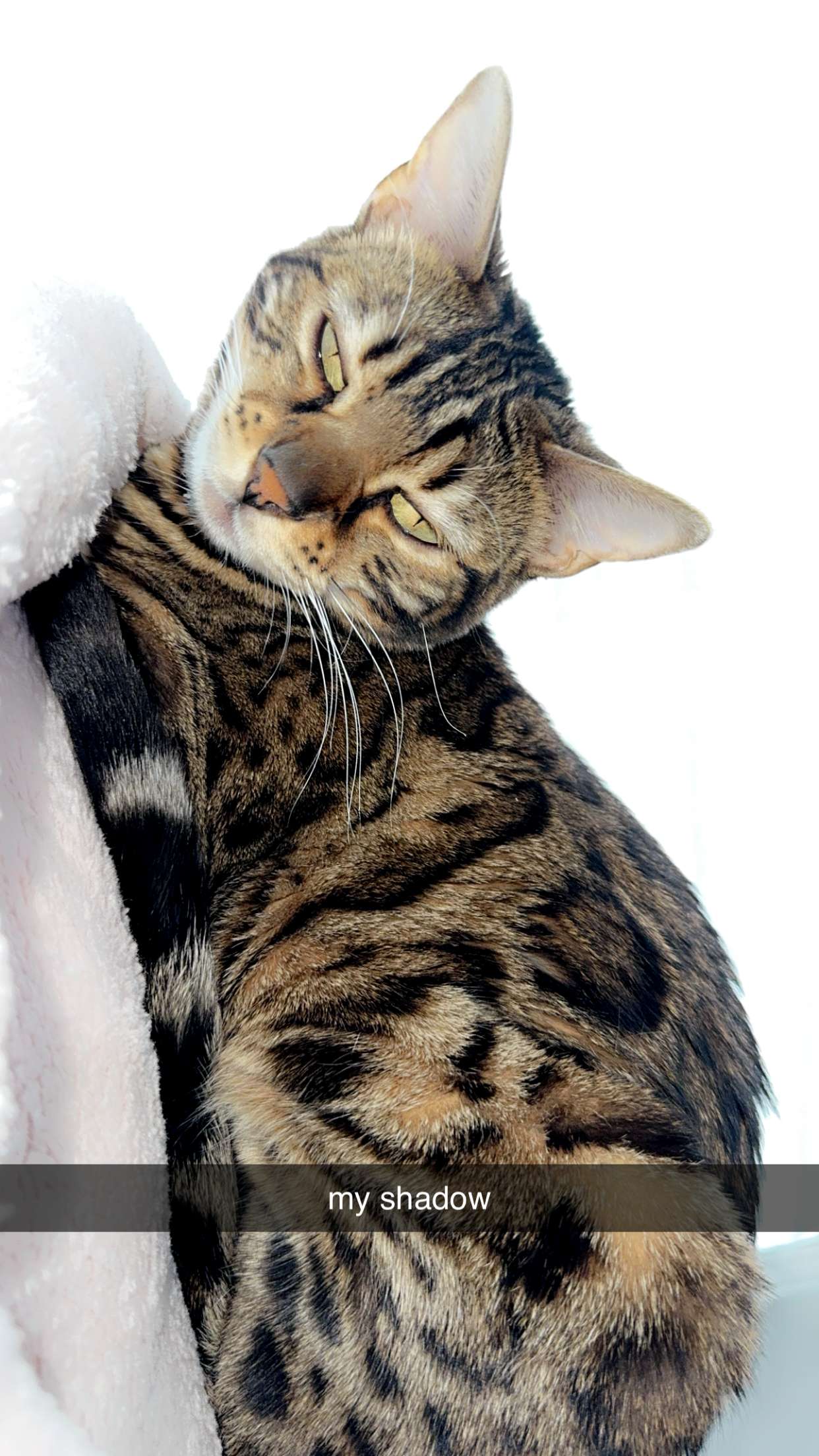 ameliabfit snapchat image archive image