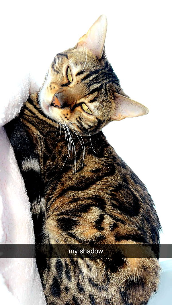 ameliabfit image ~ Altpins