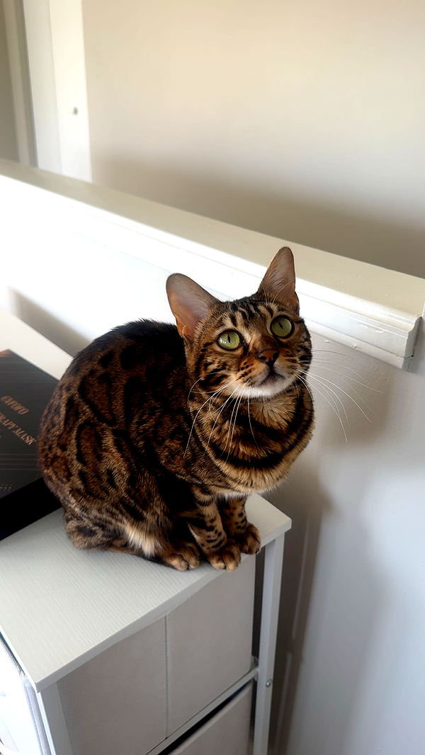 ameliabfit image ~ Altpins