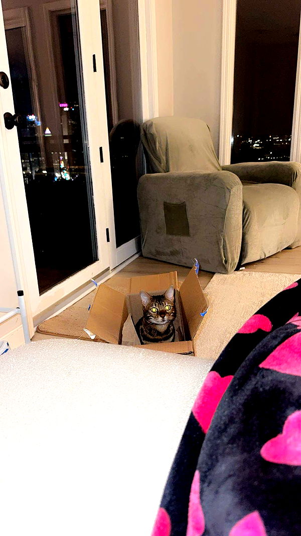 ameliabfit image ~ Altpins