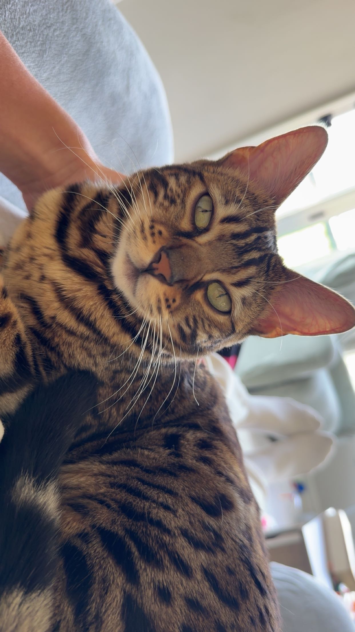 ameliabfit snapchat image archive image