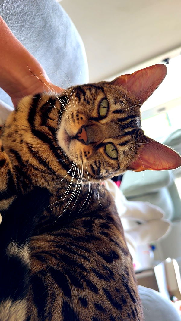 ameliabfit image ~ Altpins