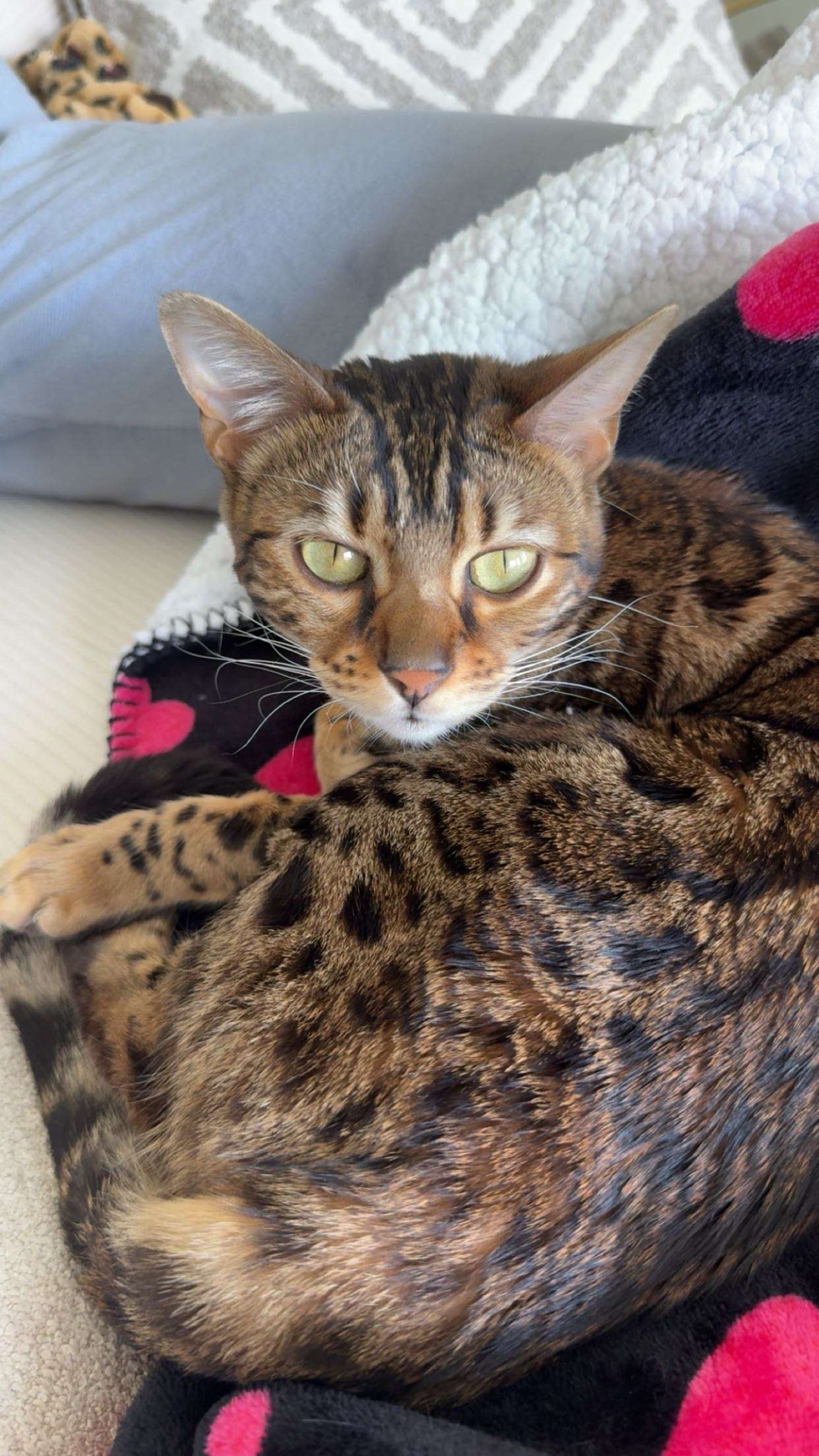 ameliabfit snapchat image archive image