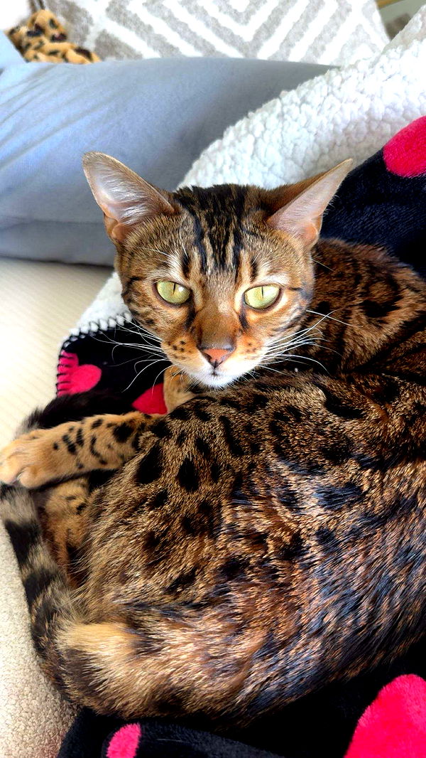 ameliabfit image ~ Altpins