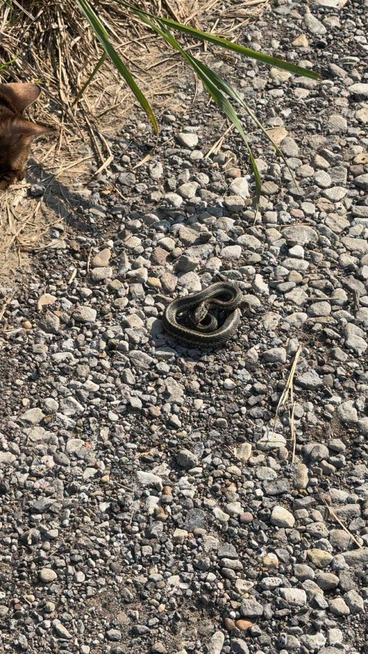 ameliabfit snapchat image archive image