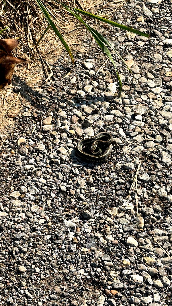 ameliabfit image ~ Altpins