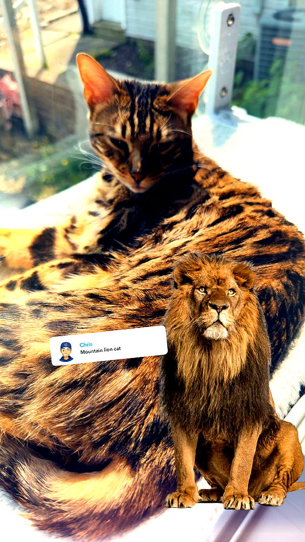 ameliabfit image ~ Altpins