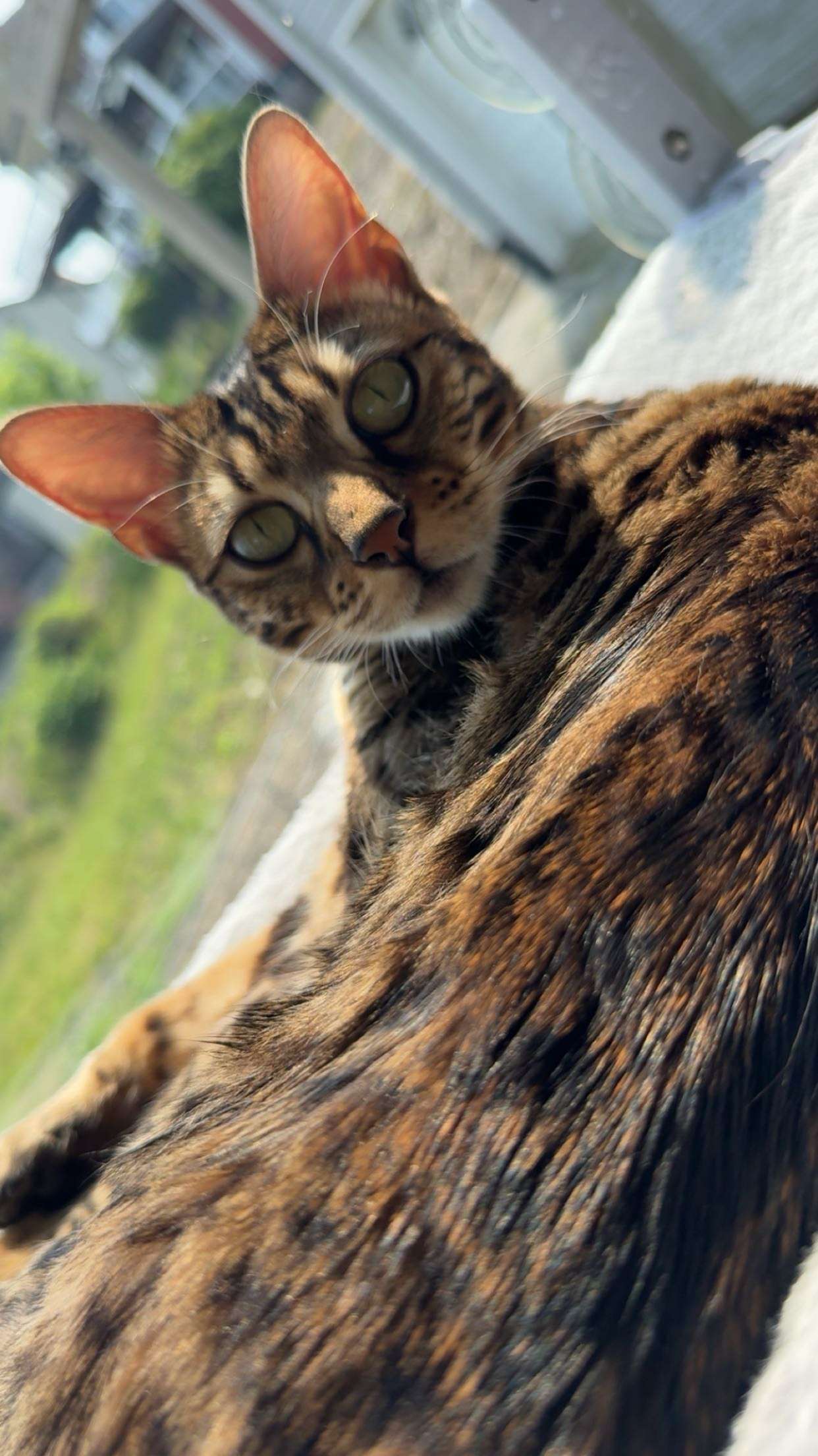 ameliabfit snapchat image archive image