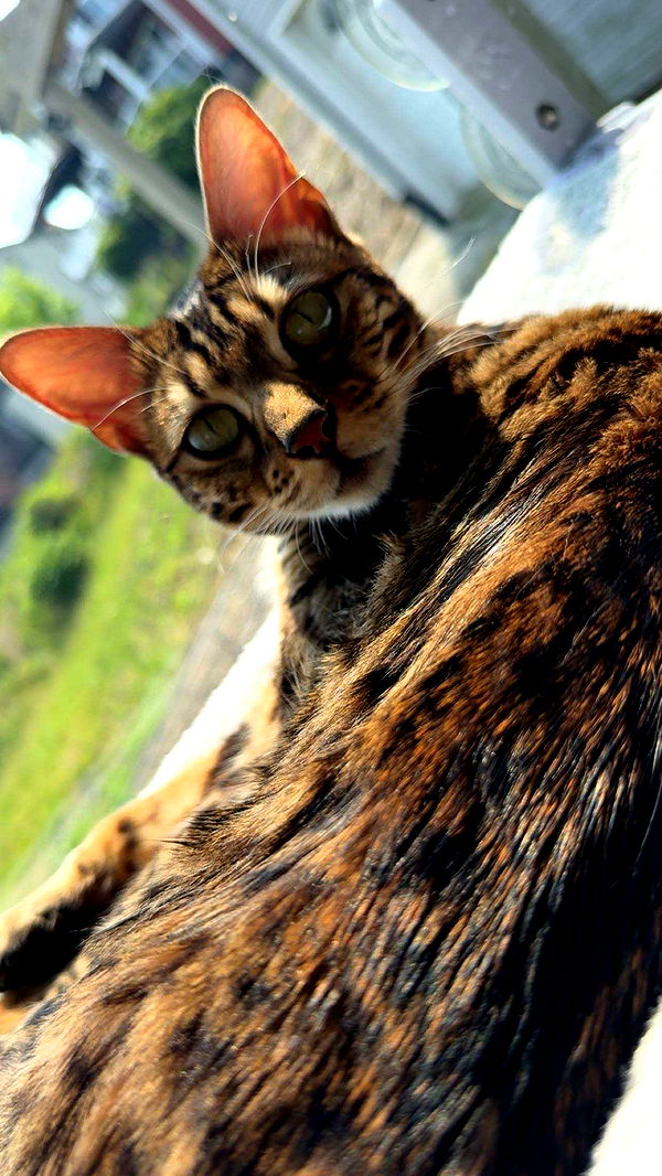 ameliabfit image ~ Altpins