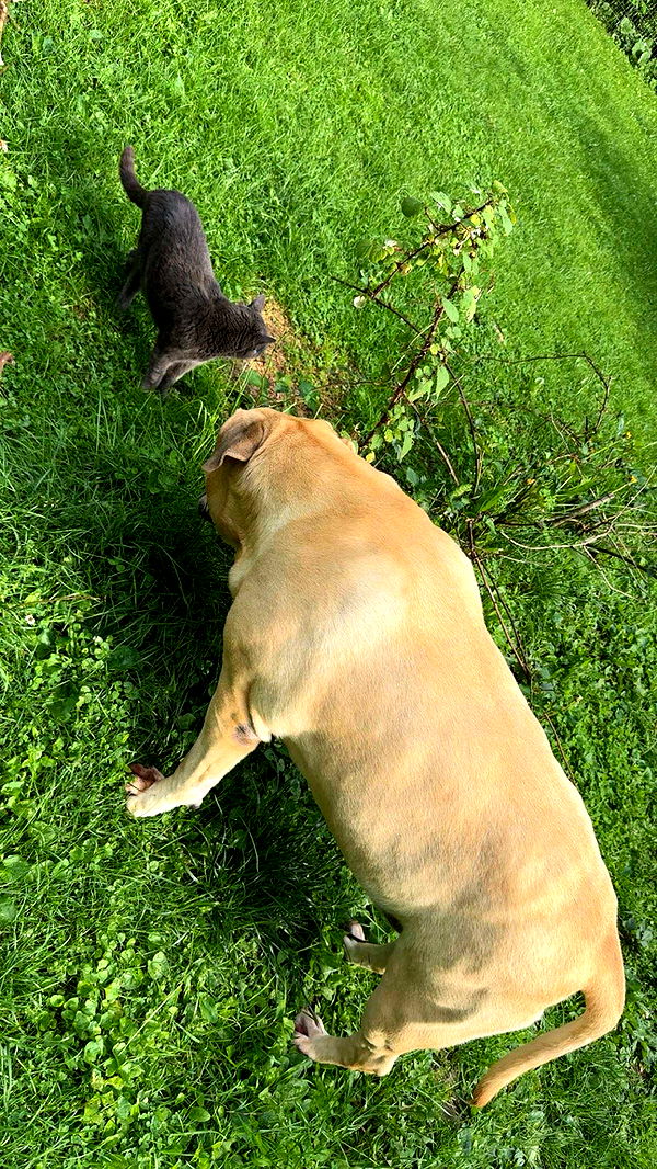 ameliabfit image ~ Altpins