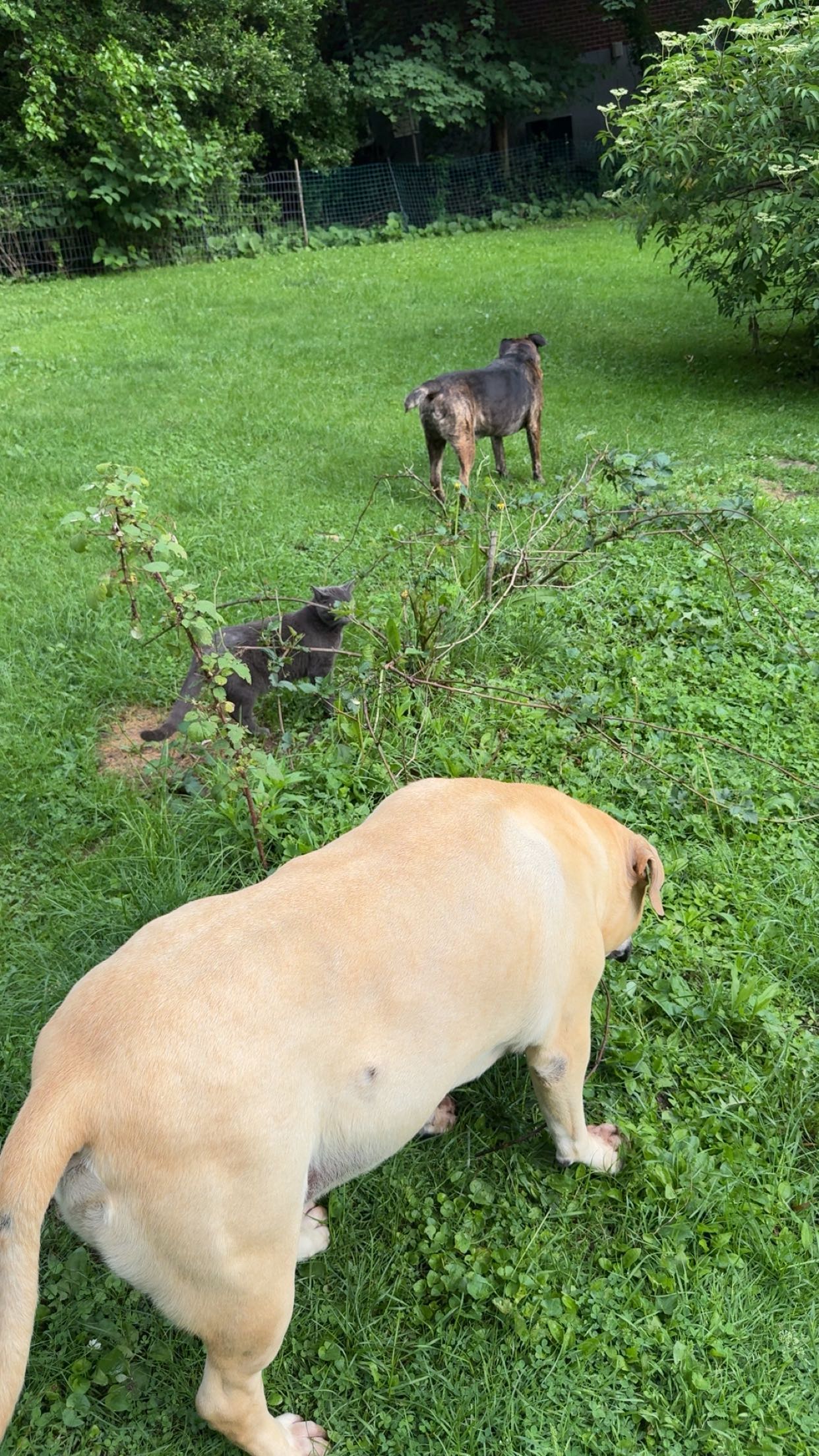 ameliabfit snapchat image archive image