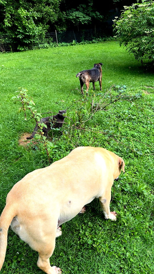 ameliabfit image ~ Altpins